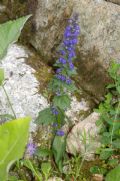 Ajuga genevensis